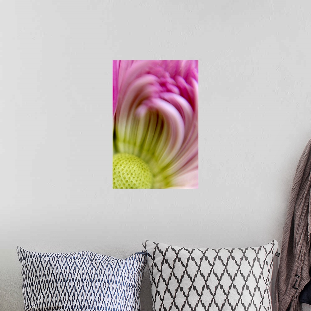 A bohemian room featuring Closely taken photograph of the center of a chrysanthemum that appears slightly blurry.