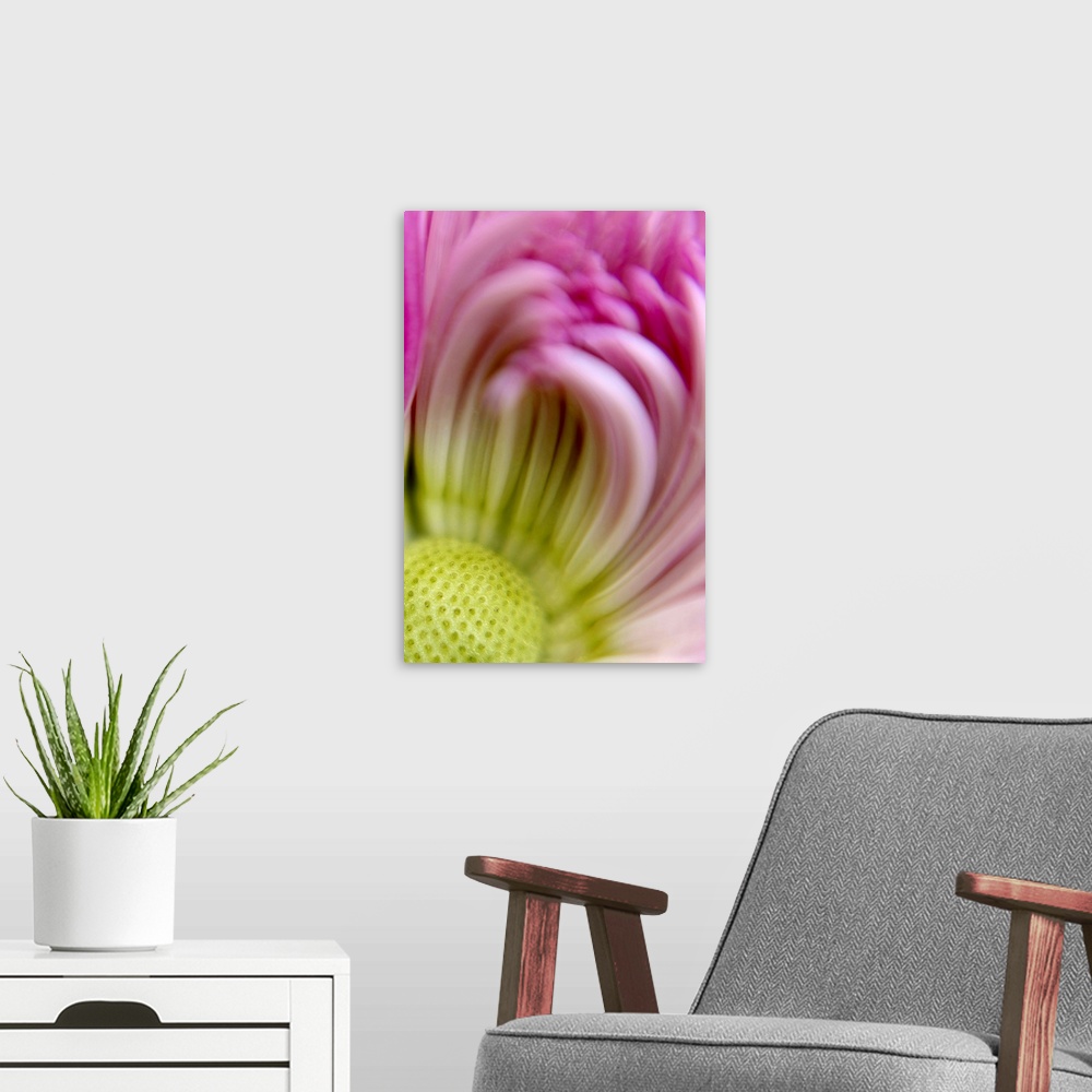 A modern room featuring Closely taken photograph of the center of a chrysanthemum that appears slightly blurry.