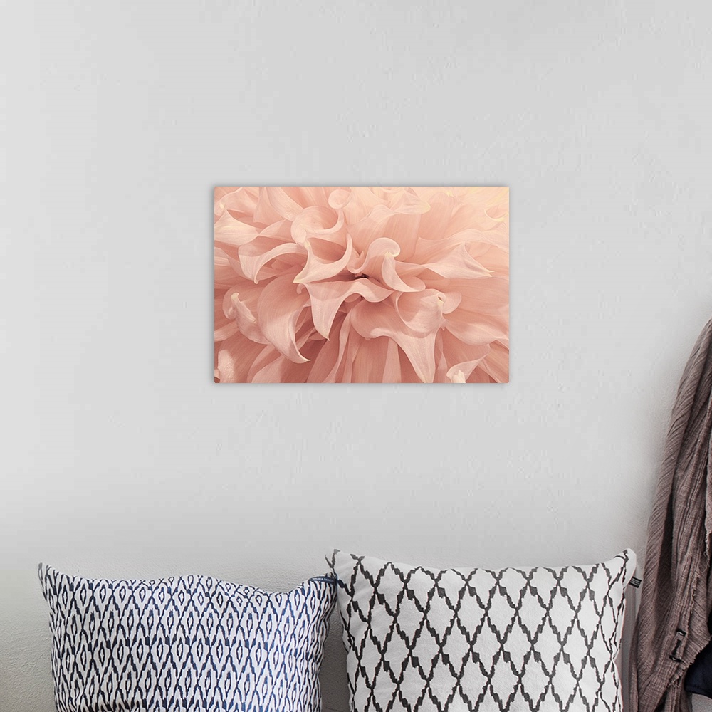 A bohemian room featuring Close-up photograph of a pink dahlia flower.