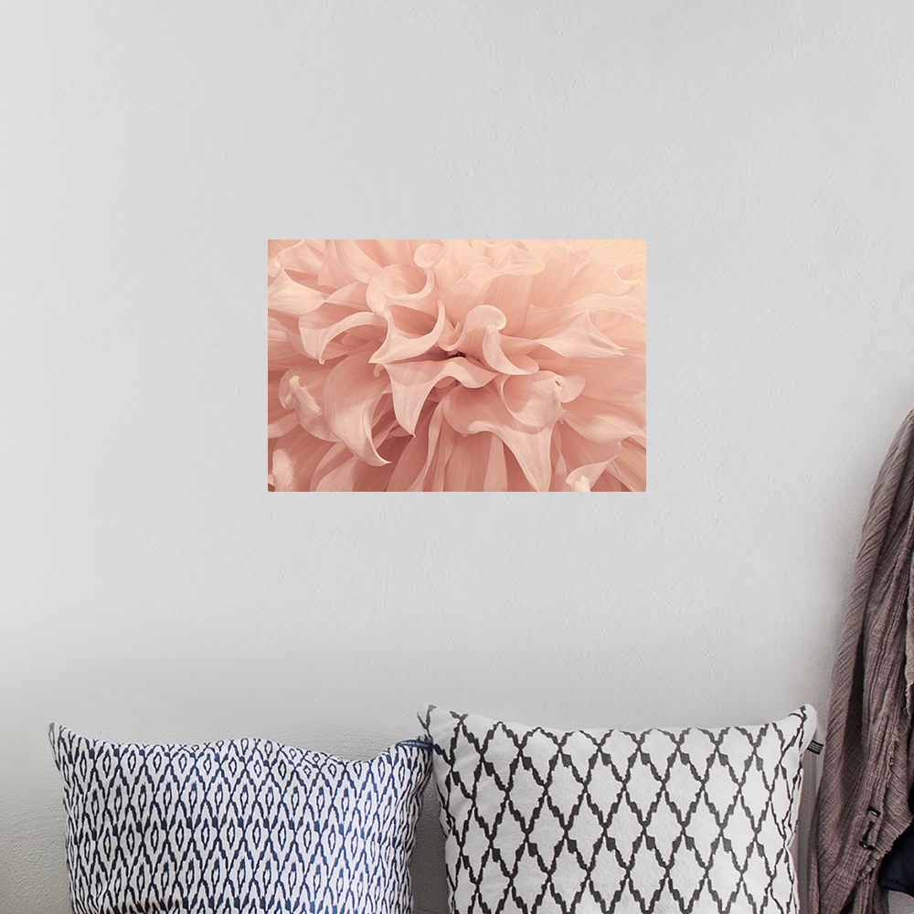 A bohemian room featuring Close-up photograph of a pink dahlia flower.