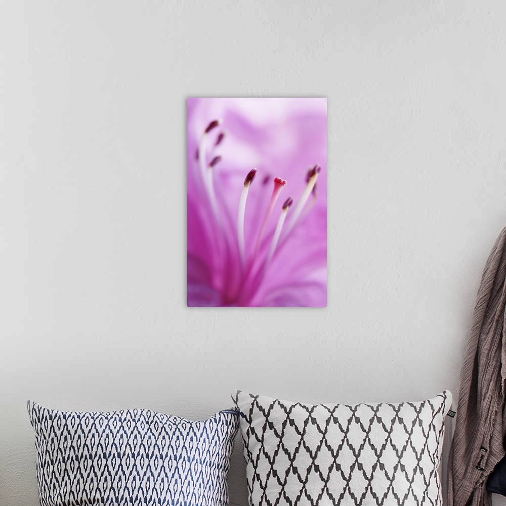 A bohemian room featuring Pink Lily Stamen Detail