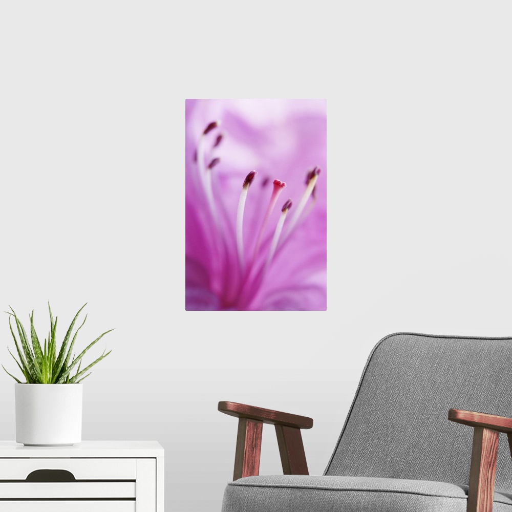 A modern room featuring Pink Lily Stamen Detail