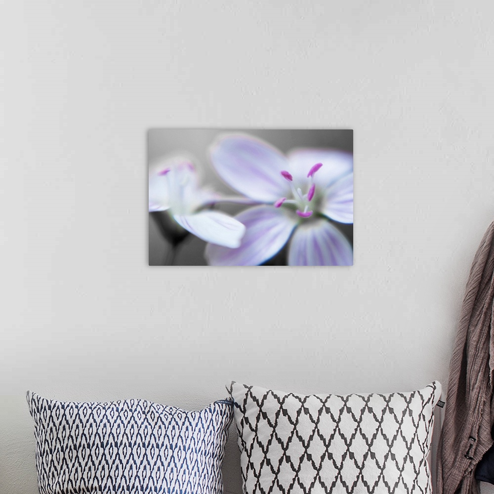 A bohemian room featuring Up close photograph of two flowers at different angles.
