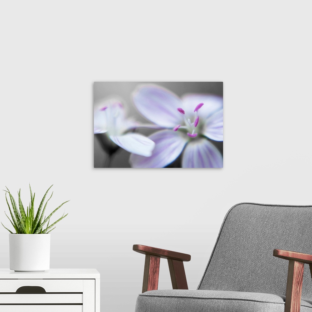 A modern room featuring Up close photograph of two flowers at different angles.