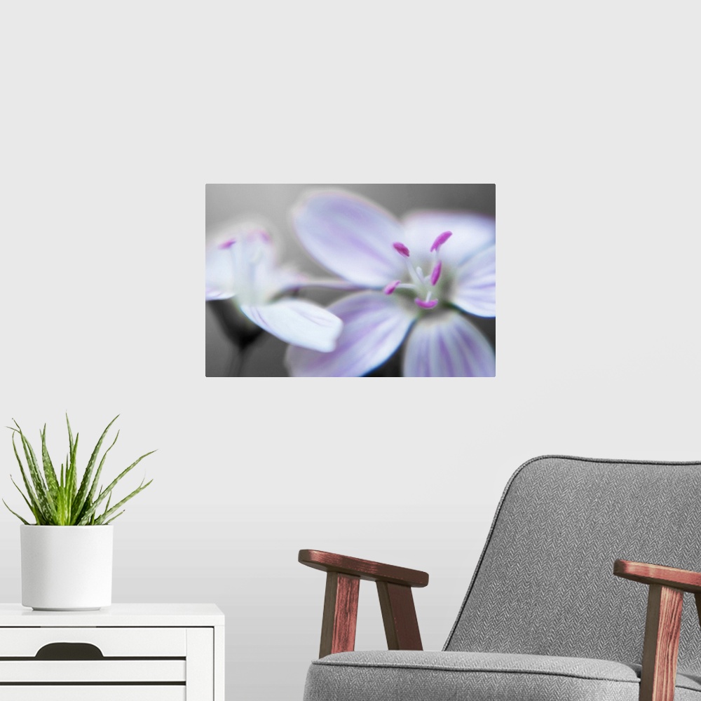 A modern room featuring Up close photograph of two flowers at different angles.