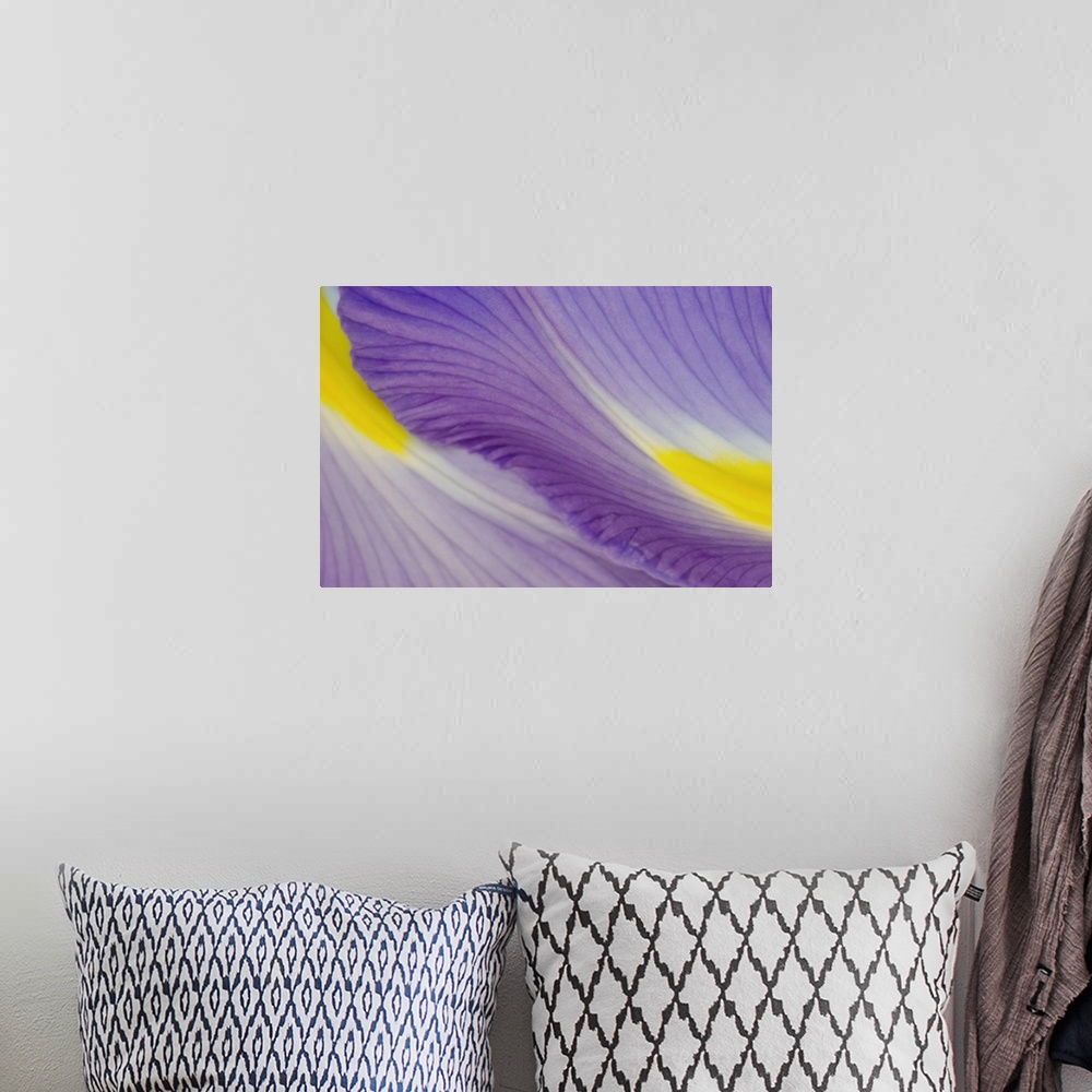 A bohemian room featuring Huge photograph focuses on a close-up of two vividly colored flower petals.