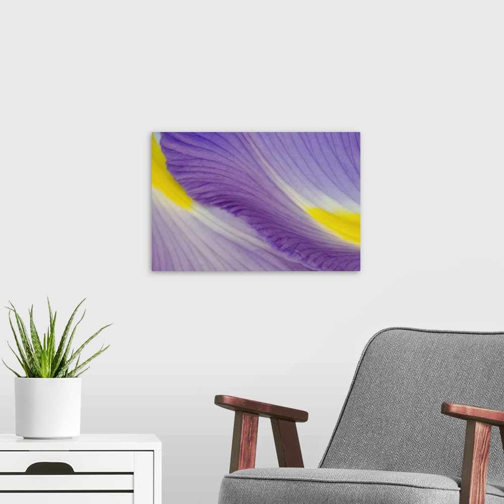 A modern room featuring Huge photograph focuses on a close-up of two vividly colored flower petals.