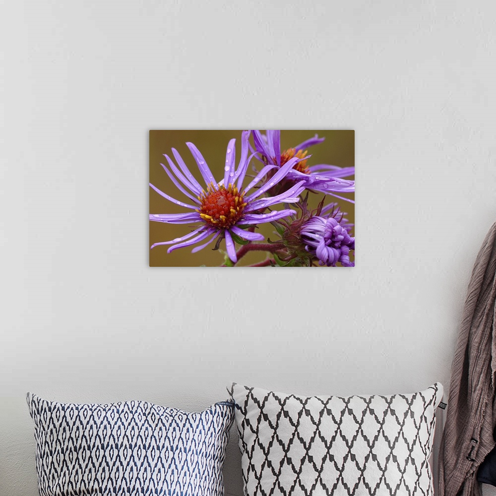 A bohemian room featuring Purple Aster After Rain