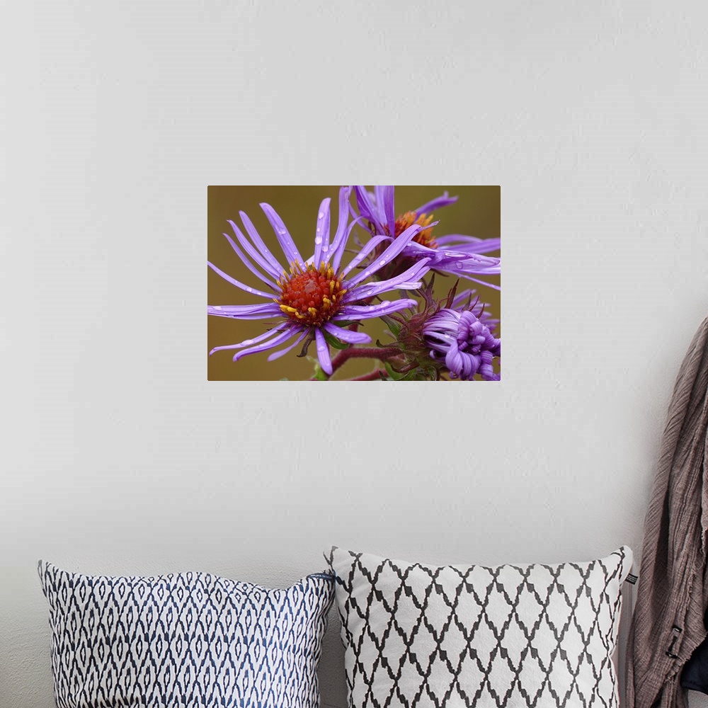 A bohemian room featuring Purple Aster After Rain