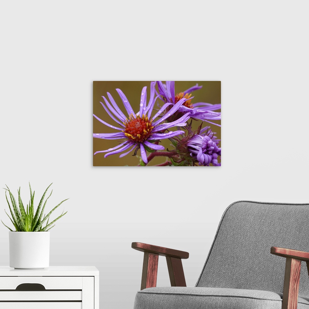 A modern room featuring Purple Aster After Rain