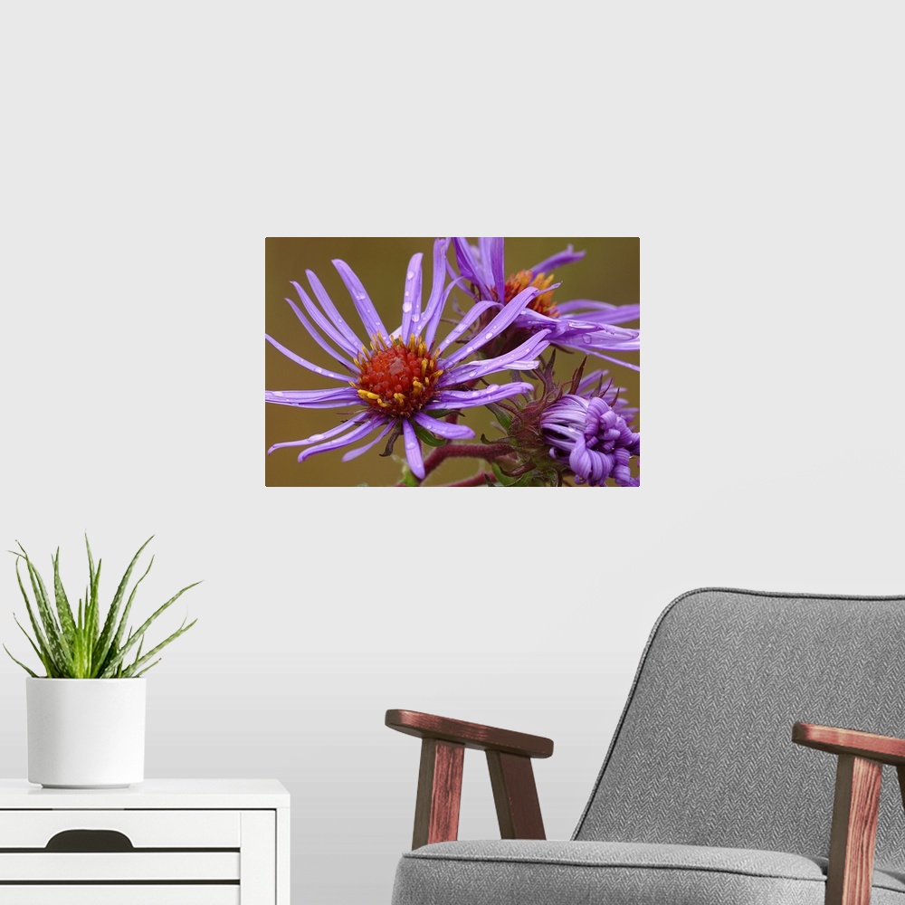 A modern room featuring Purple Aster After Rain