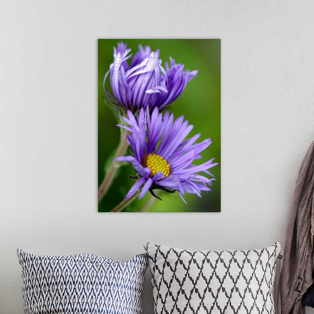 A bohemian room featuring Large close up photograph of two purple aster flowers in the morning sun, with petals covered in ...