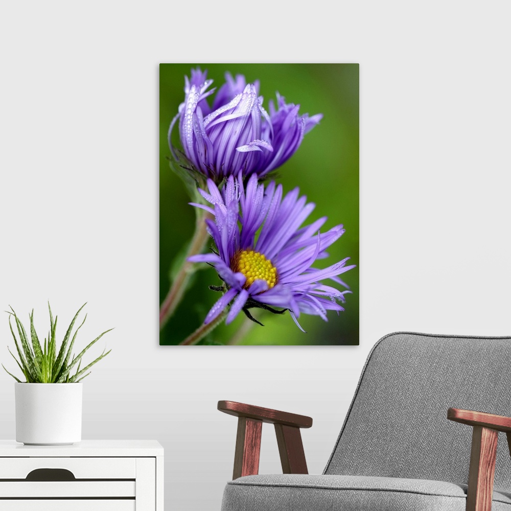 A modern room featuring Large close up photograph of two purple aster flowers in the morning sun, with petals covered in ...