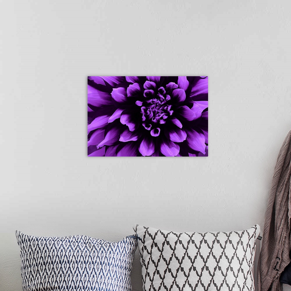 A bohemian room featuring Close-up photograph of a purple dahlia.