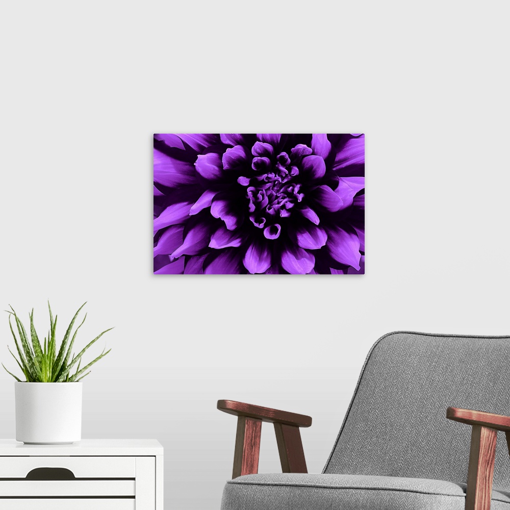 A modern room featuring Close-up photograph of a purple dahlia.