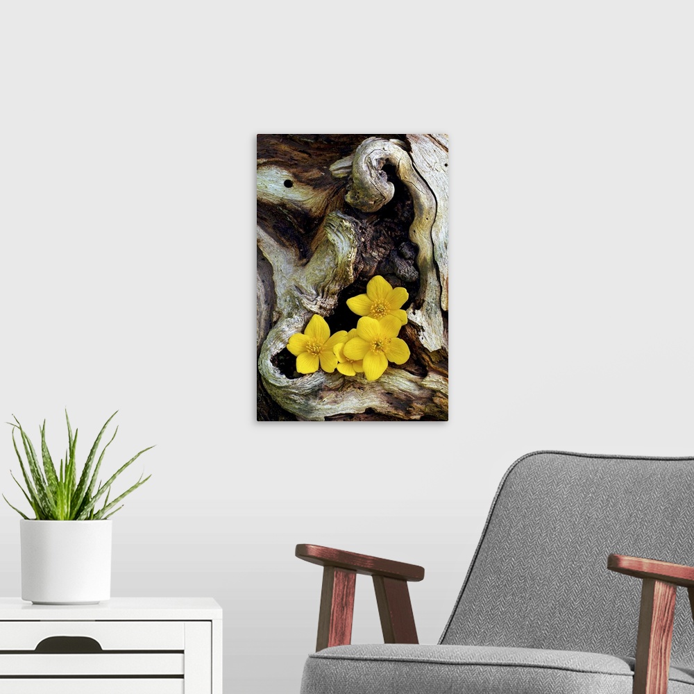 A modern room featuring Large photograph includes four brightly colored flowers sitting within the open space of a very d...