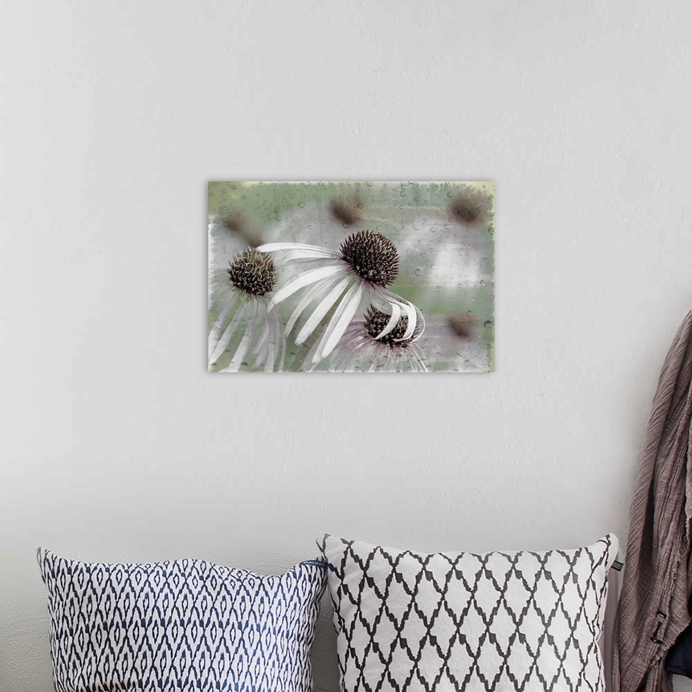 A bohemian room featuring Image of cornflowers with long petals in grey tones, with an almost abstract blurred background.