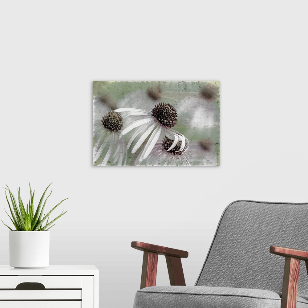 A modern room featuring Image of cornflowers with long petals in grey tones, with an almost abstract blurred background.