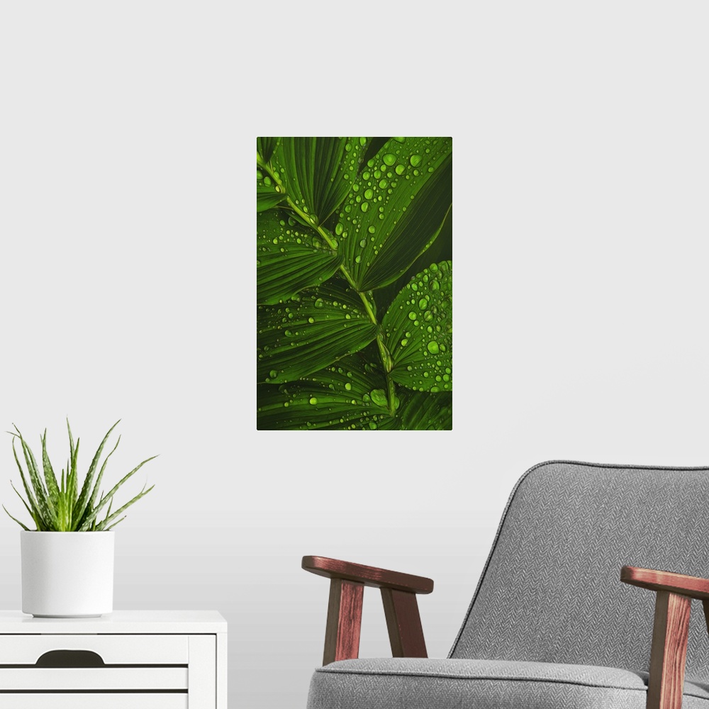 A modern room featuring Close-up photograph of bright green dew drop covered leaves.