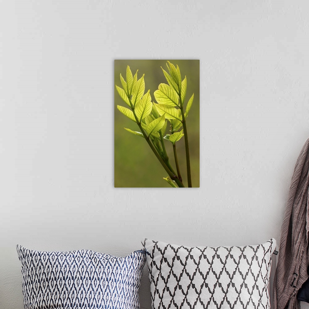 A bohemian room featuring Oversized, vertical, close up photograph of small green leaves at the end of a branch, that appea...
