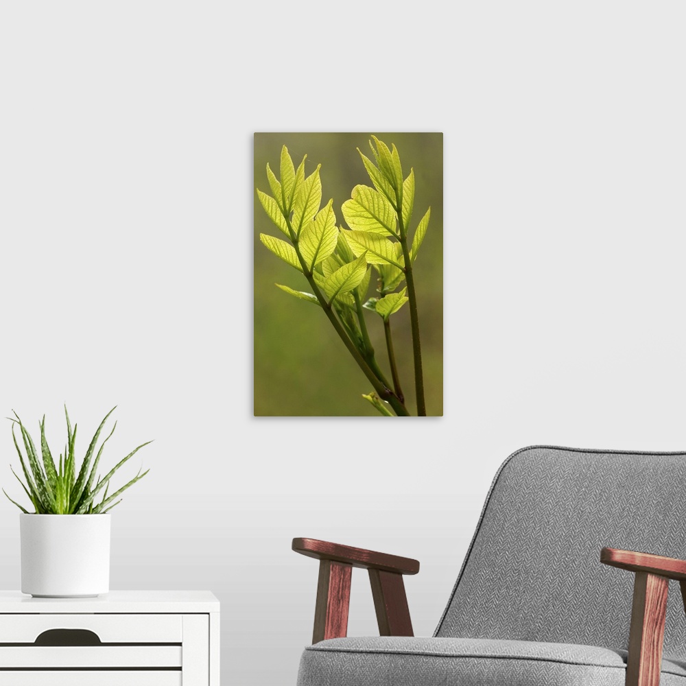 A modern room featuring Oversized, vertical, close up photograph of small green leaves at the end of a branch, that appea...