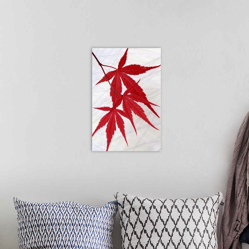 A bohemian room featuring Close up photo of three bright red Japanese Maple leaves hanging from a tree.