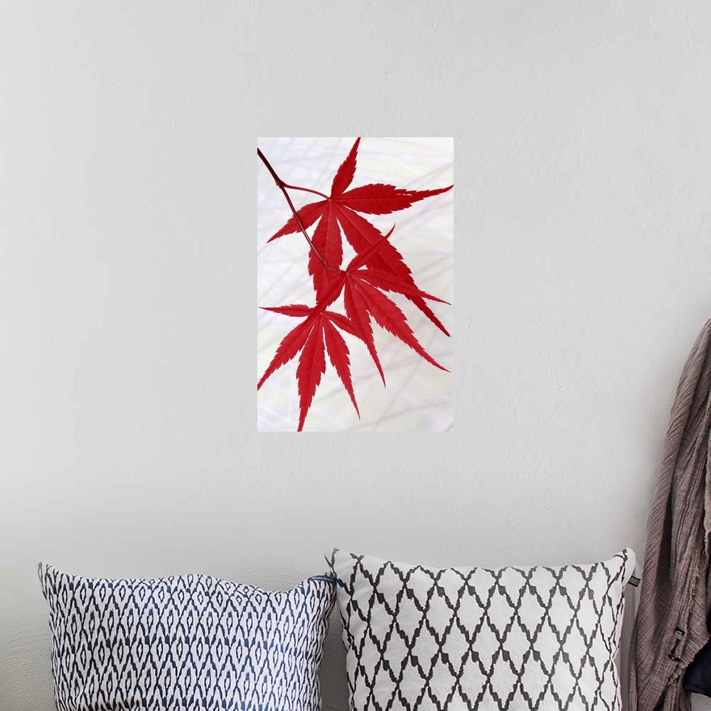 A bohemian room featuring Close up photo of three bright red Japanese Maple leaves hanging from a tree.