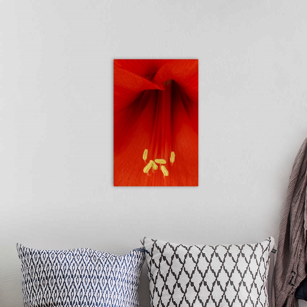A bohemian room featuring Extreme close up of the center of a Red Lily.