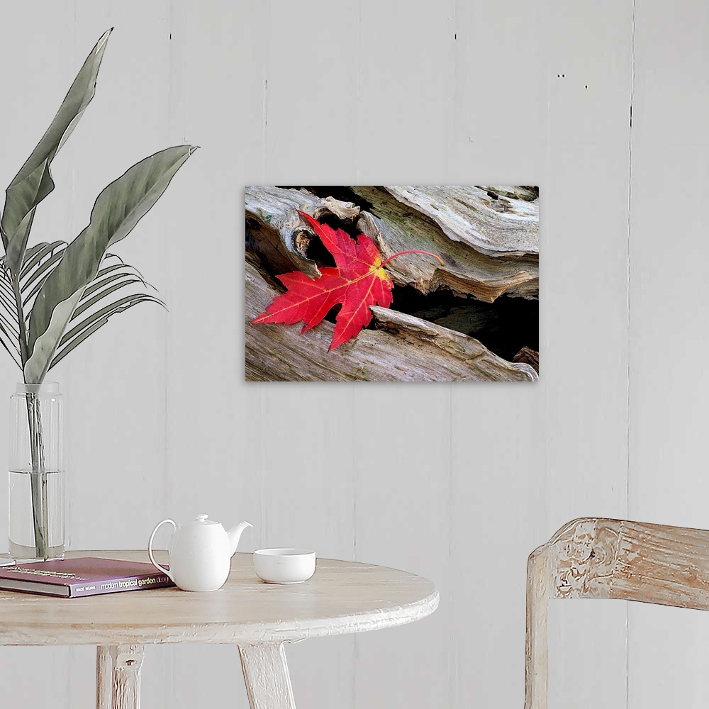 A farmhouse room featuring Huge photograph focuses on a leaf that is stranded in an open section of a roughly textured log.
