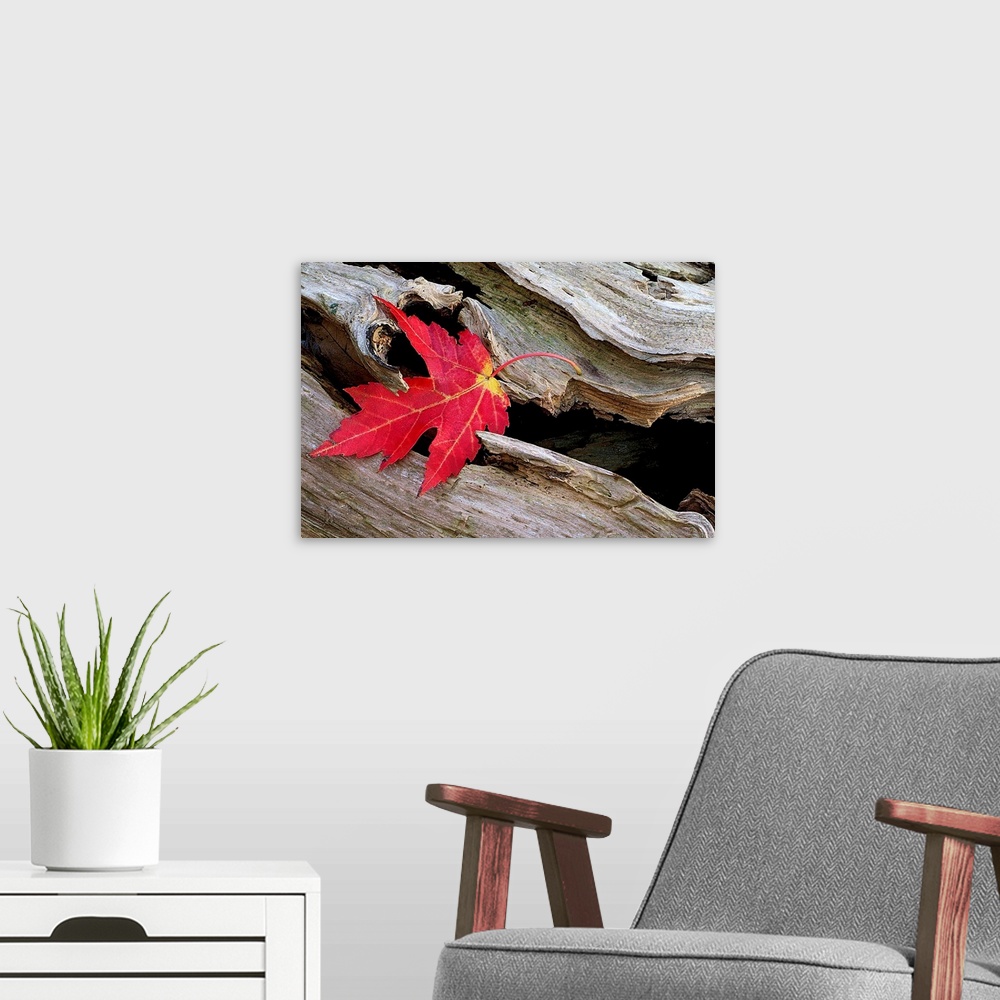 A modern room featuring Huge photograph focuses on a leaf that is stranded in an open section of a roughly textured log.