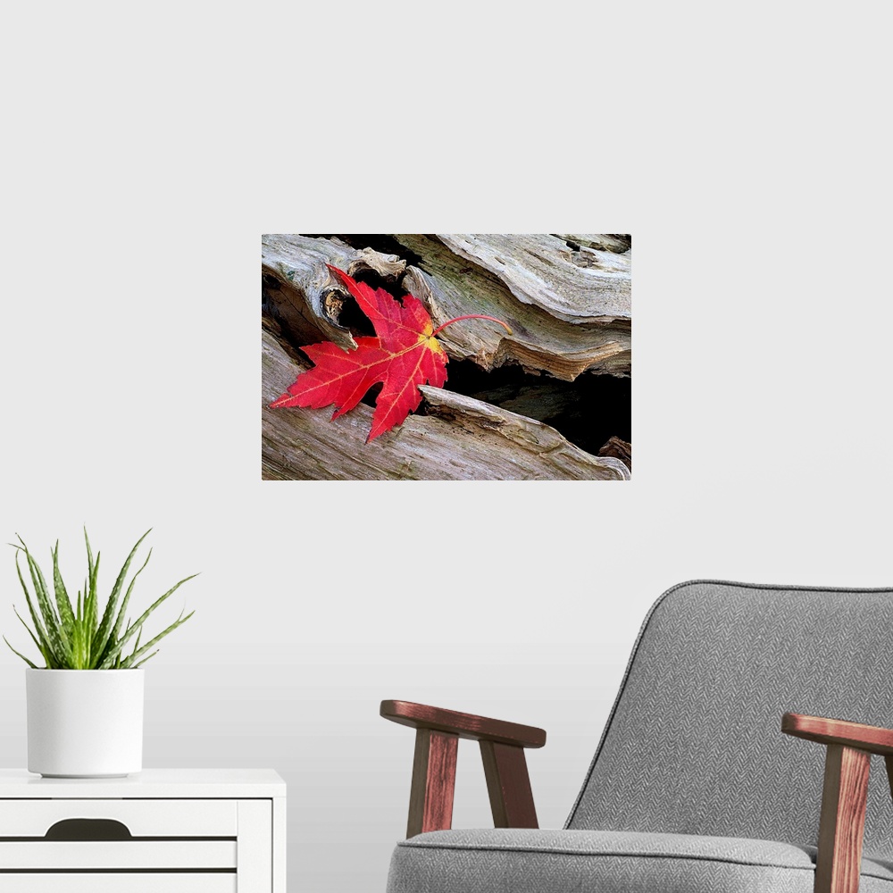 A modern room featuring Huge photograph focuses on a leaf that is stranded in an open section of a roughly textured log.