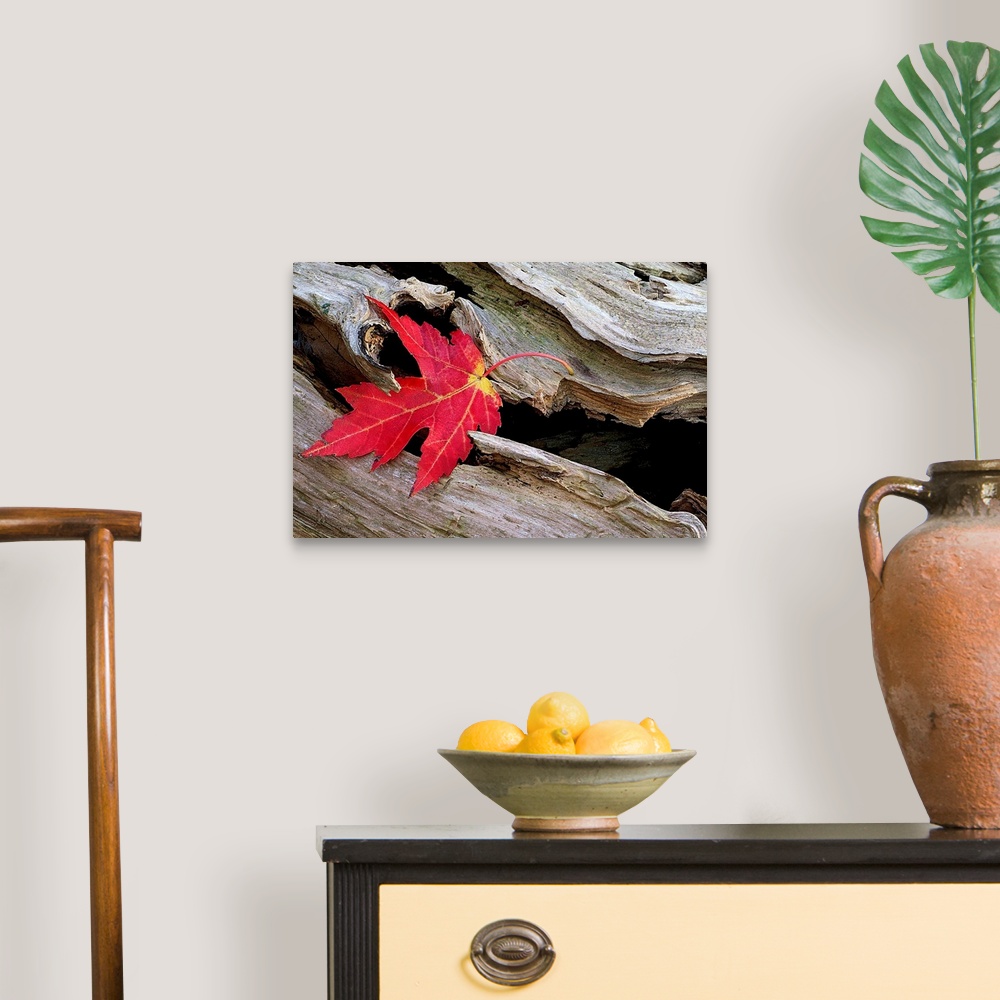 A traditional room featuring Huge photograph focuses on a leaf that is stranded in an open section of a roughly textured log.