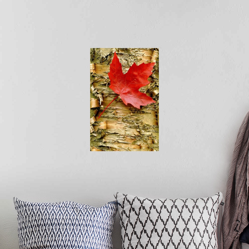 A bohemian room featuring Up close photograph of a single red maple leaf resting on peeling birch bark.
