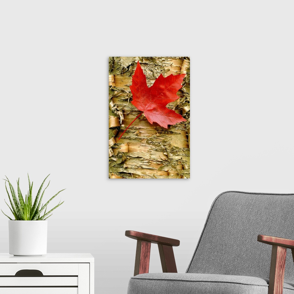 A modern room featuring Up close photograph of a single red maple leaf resting on peeling birch bark.