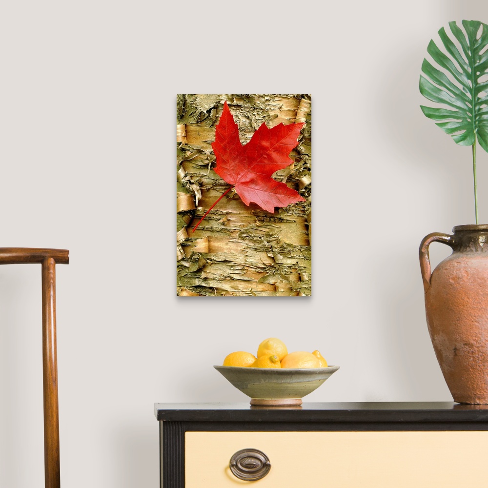 A traditional room featuring Up close photograph of a single red maple leaf resting on peeling birch bark.