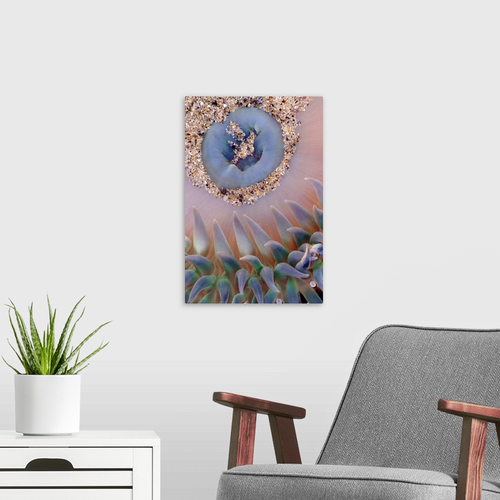 A modern room featuring This vertical wall hanging is a nature close up of a sea anemone in this photograph.