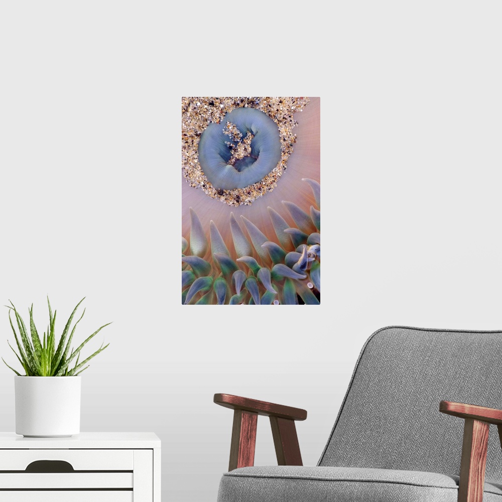 A modern room featuring This vertical wall hanging is a nature close up of a sea anemone in this photograph.