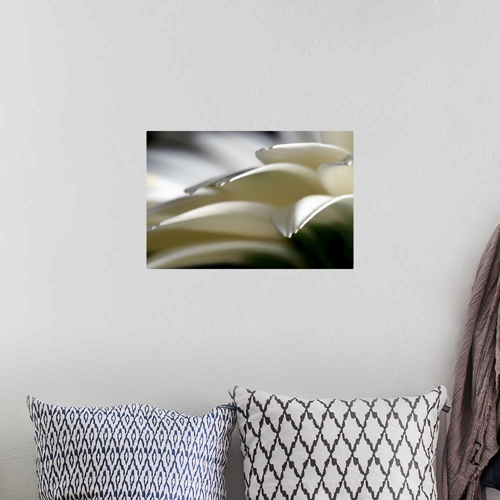 A bohemian room featuring Horizontal home decor of an extreme close up photograph of flower petals on a daisy.