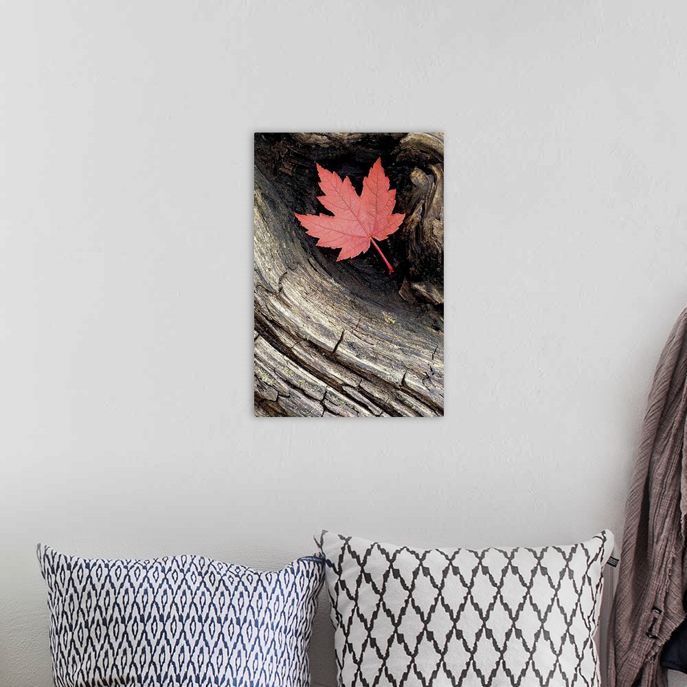A bohemian room featuring Vertical artwork that is a close up photograph of a weathered piece of wood with a leaf tucked in...