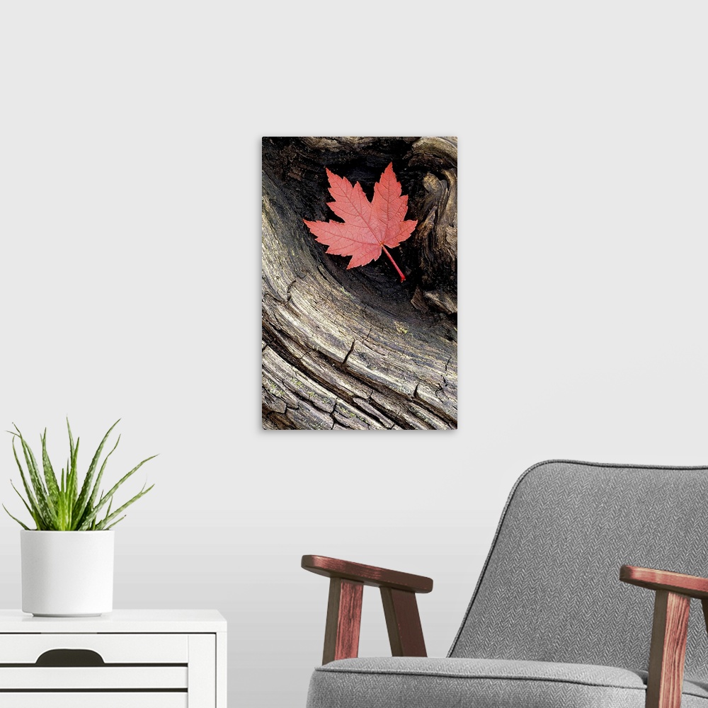 A modern room featuring Vertical artwork that is a close up photograph of a weathered piece of wood with a leaf tucked in...