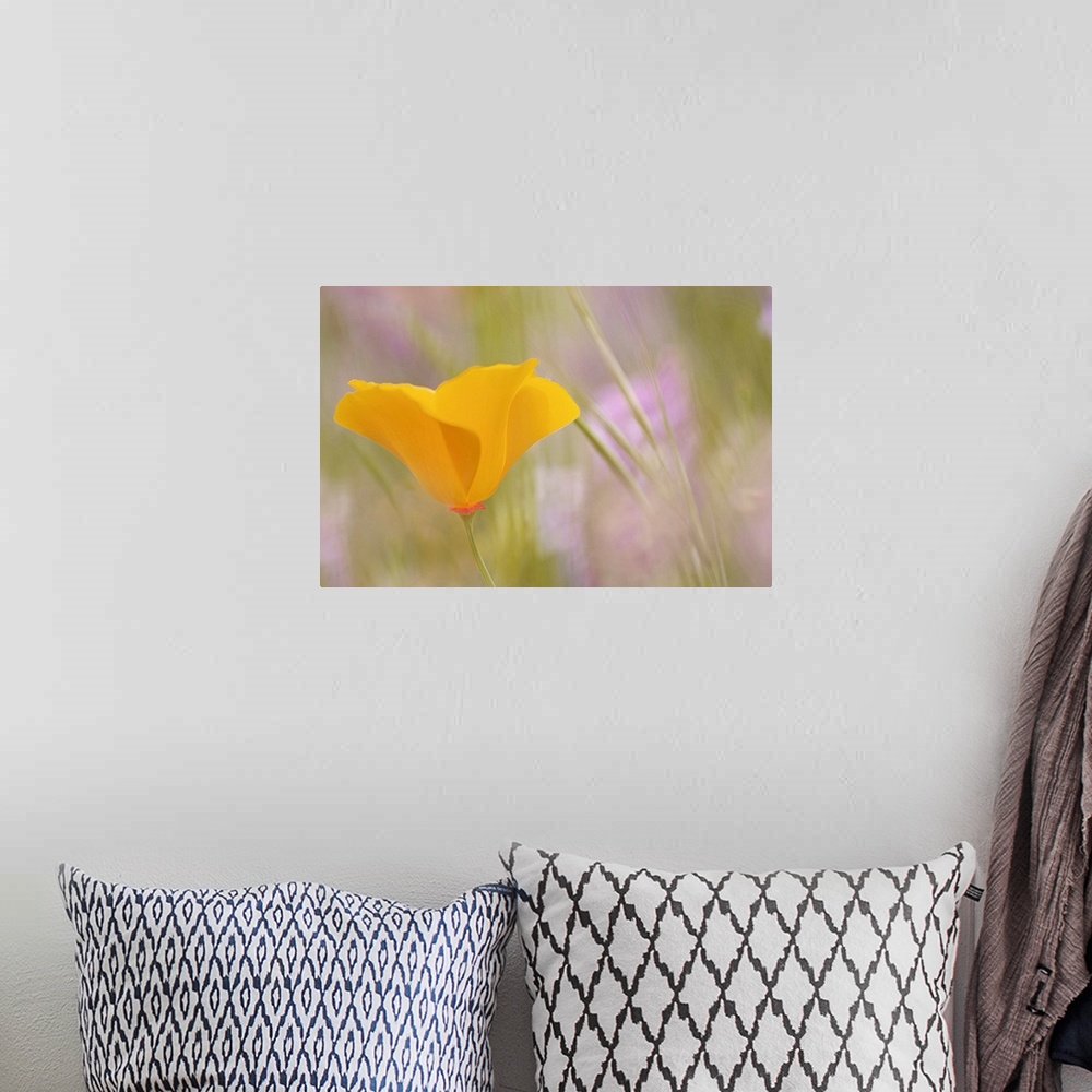A bohemian room featuring This photograph is a close up of a single yellow flower with the background mainly out of focus.