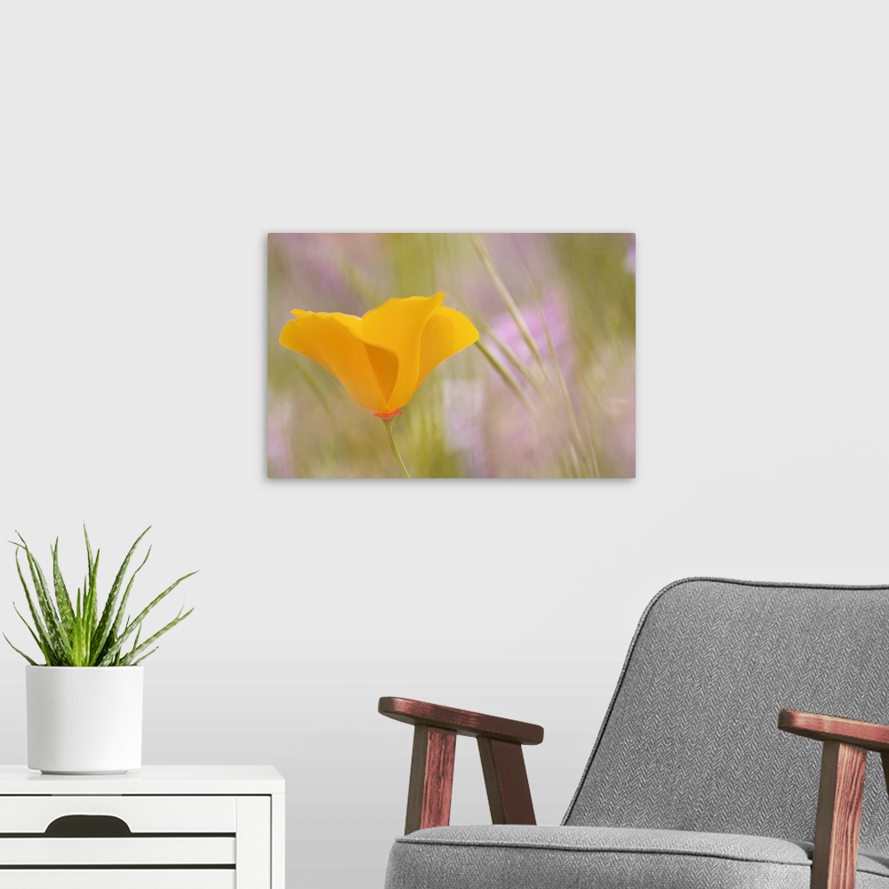 A modern room featuring This photograph is a close up of a single yellow flower with the background mainly out of focus.