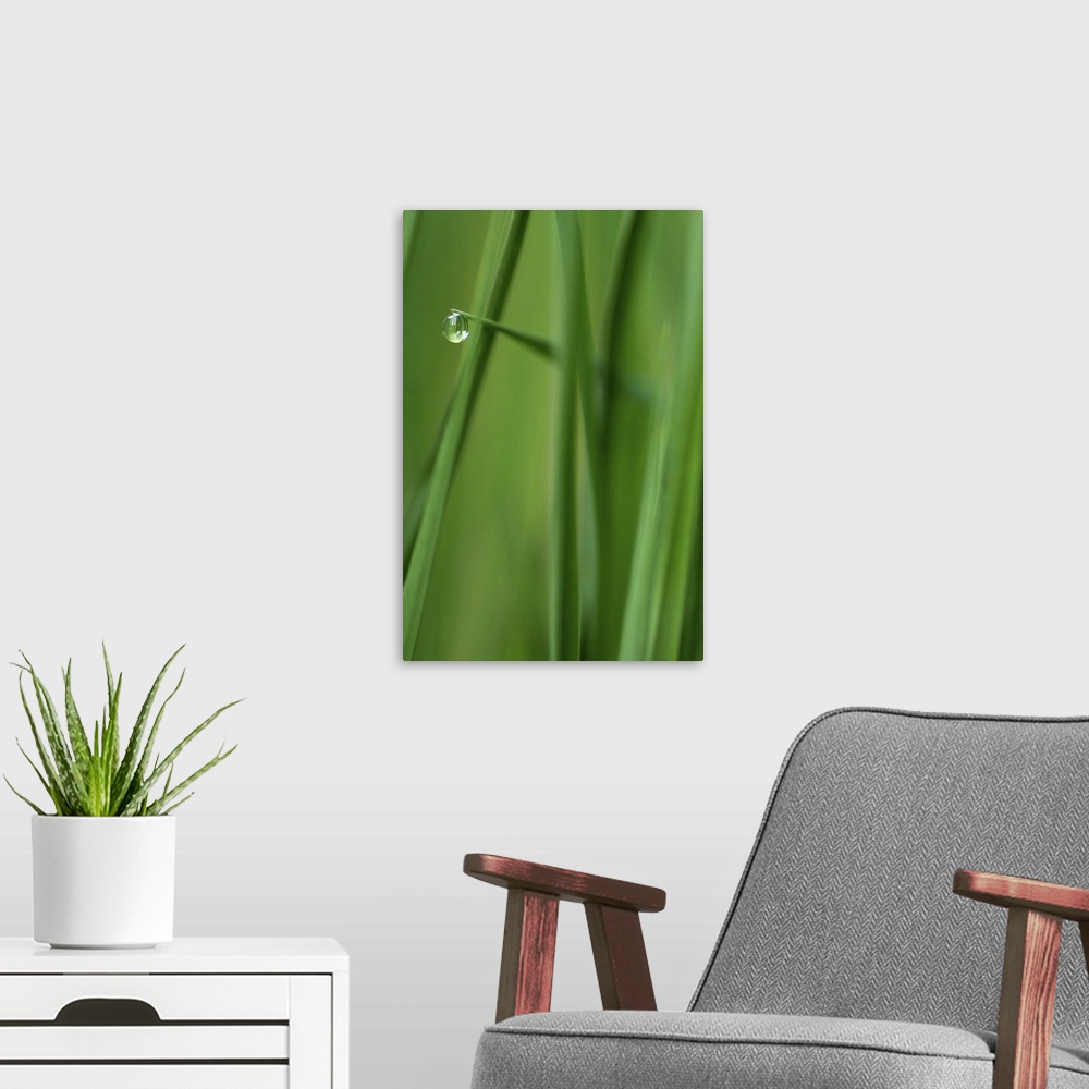 A modern room featuring Photograph taken closely of blades of grass with a single water droplet hanging from one blade of...