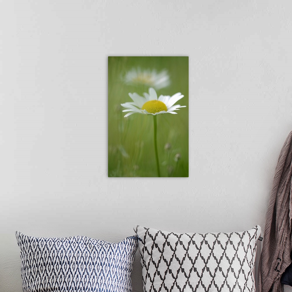 A bohemian room featuring Photograph taken of a single daisy with another flower and the background out of focus.