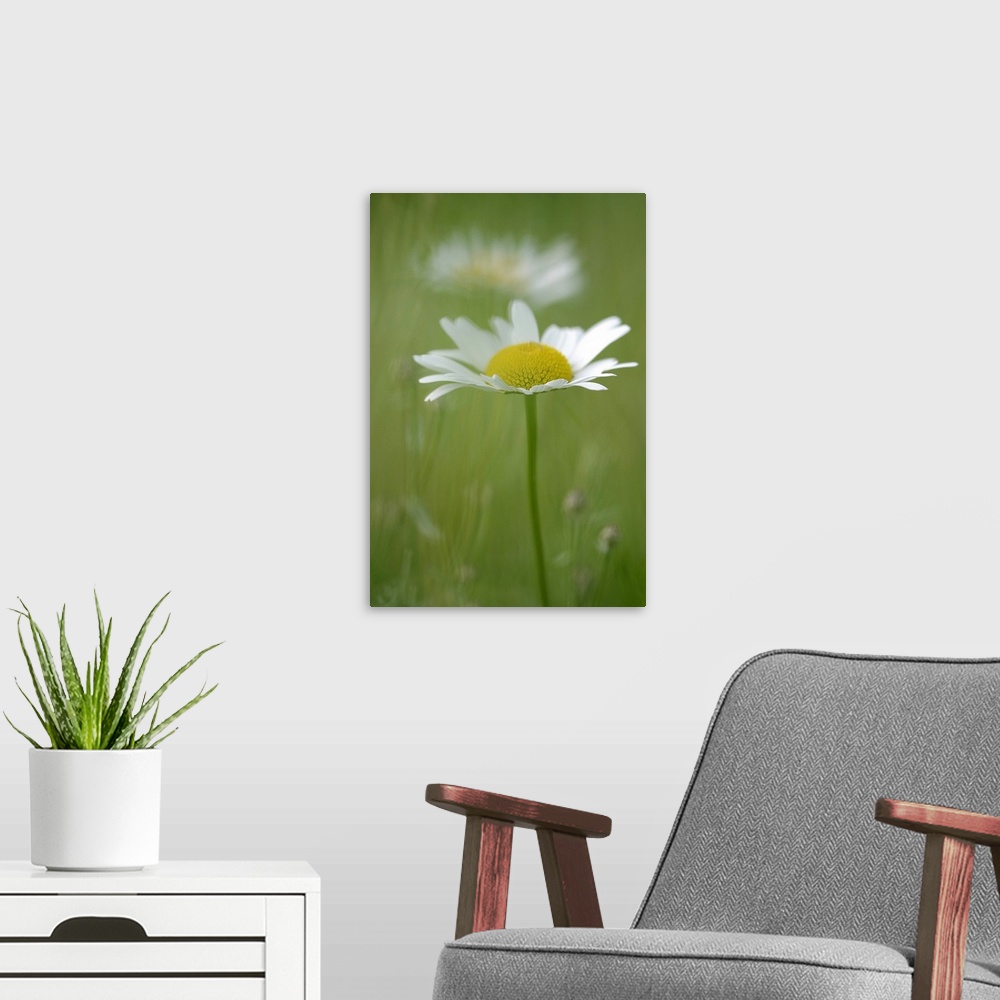 A modern room featuring Photograph taken of a single daisy with another flower and the background out of focus.