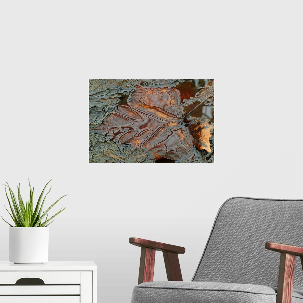 A modern room featuring Horizontal, close up photograph of a bronze leaf submerged in water with very fine details and sw...