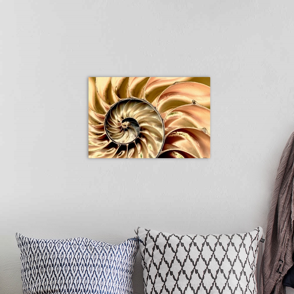 A bohemian room featuring Wall art for the office or modern home this is a macro photograph close up of a bisected nautilus...