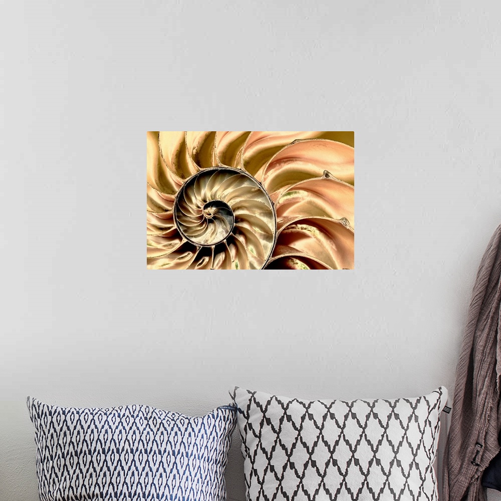 A bohemian room featuring Wall art for the office or modern home this is a macro photograph close up of a bisected nautilus...