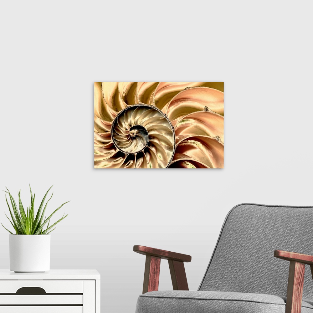 A modern room featuring Wall art for the office or modern home this is a macro photograph close up of a bisected nautilus...