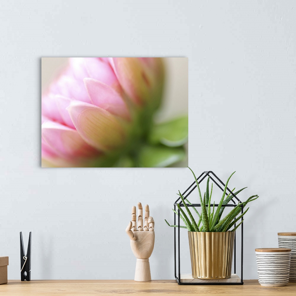 A bohemian room featuring Up-close photograph of slightly blurred flower blossom.
